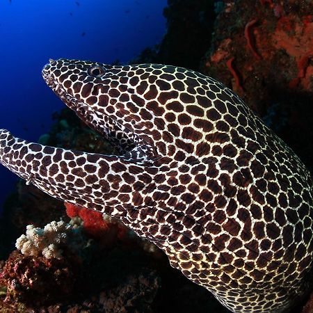 Benthos Bali Dive Resort Candidasa Zewnętrze zdjęcie