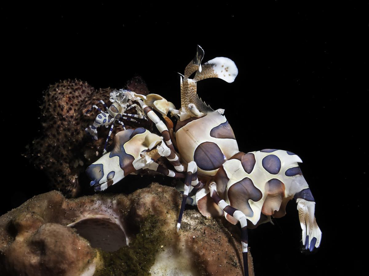 Benthos Bali Dive Resort Candidasa Zewnętrze zdjęcie