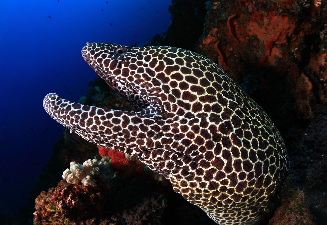 Benthos Bali Dive Resort Candidasa Zewnętrze zdjęcie